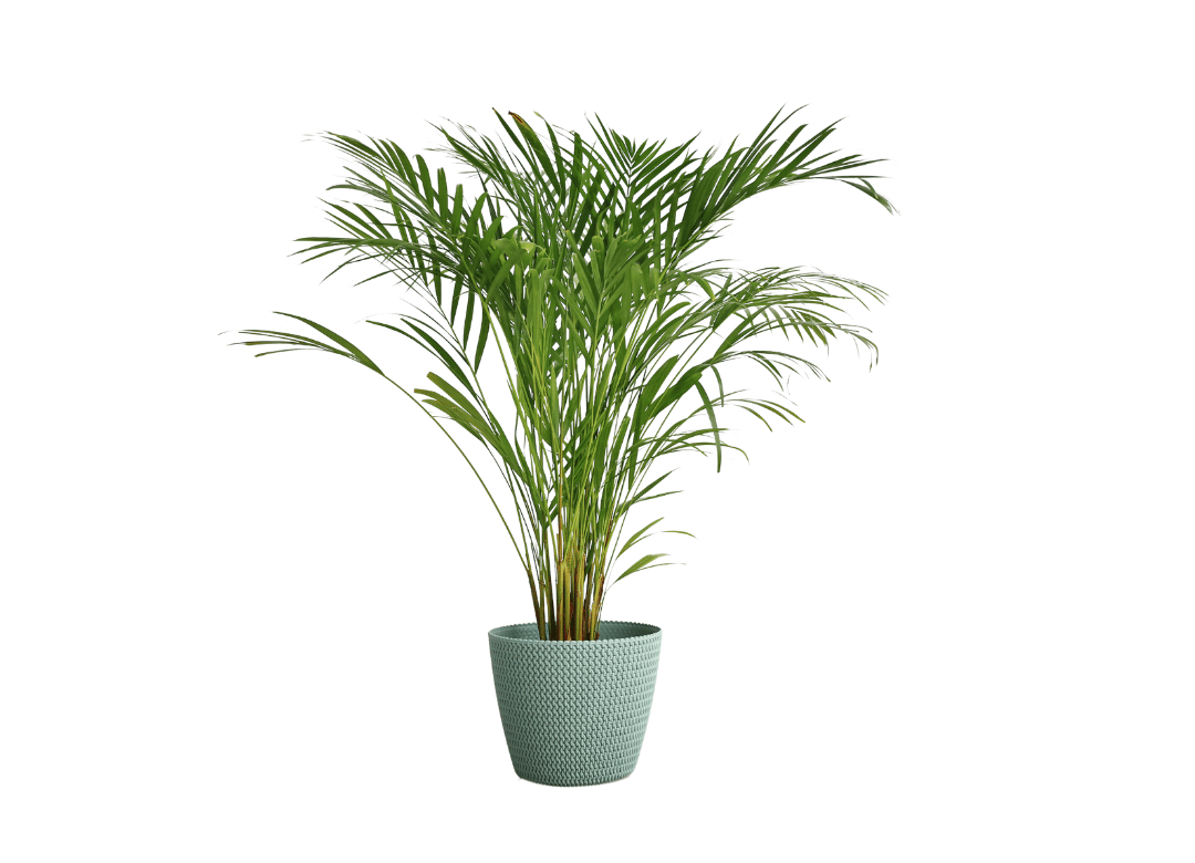 Palmier Areca