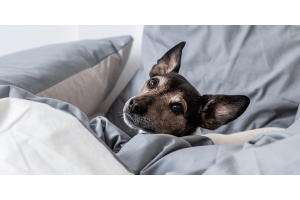 Dog sleeping in bed