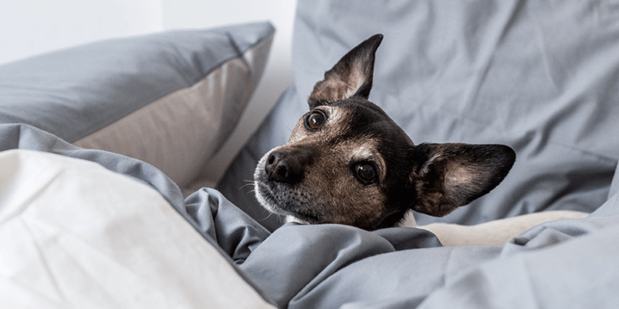 Dog sleeping in bed