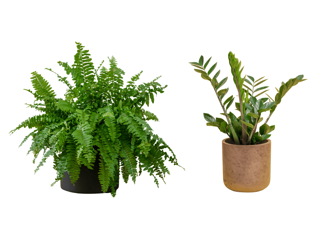 Boston Fern ZZ plant