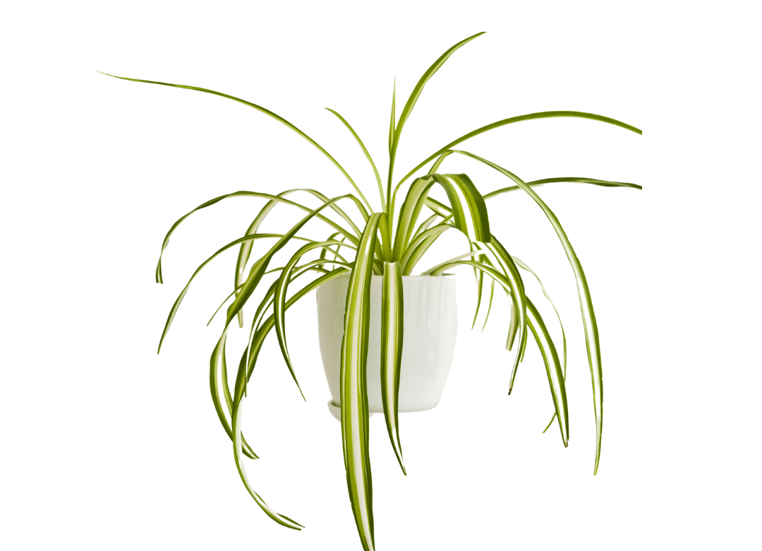 Plante araignée